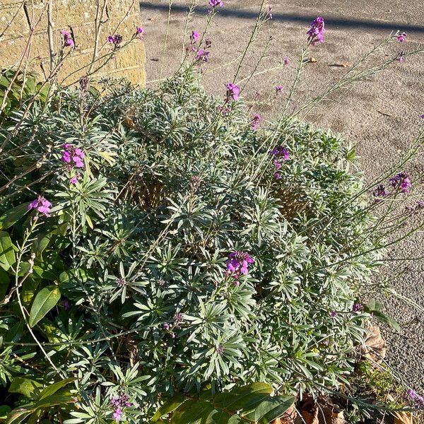 Erysimum linifolium Leaf