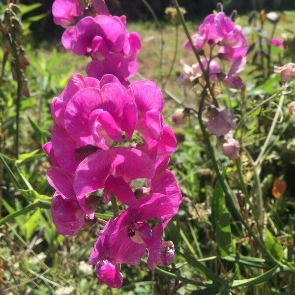 Lathyrus latifolius ফুল