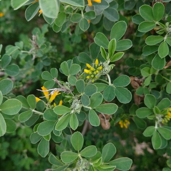 Medicago arborea برگ