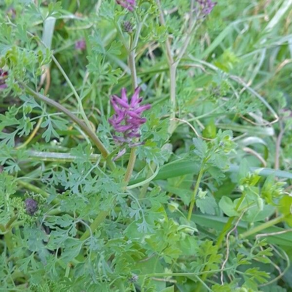 Fumaria officinalis Cvet