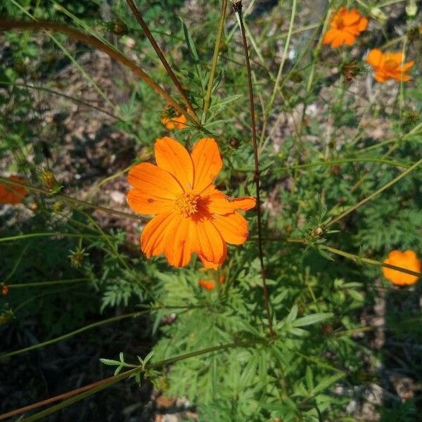 Cosmos sulphureus Flower