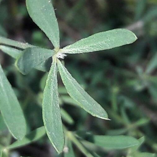 Dorycnium pentaphyllum Folla