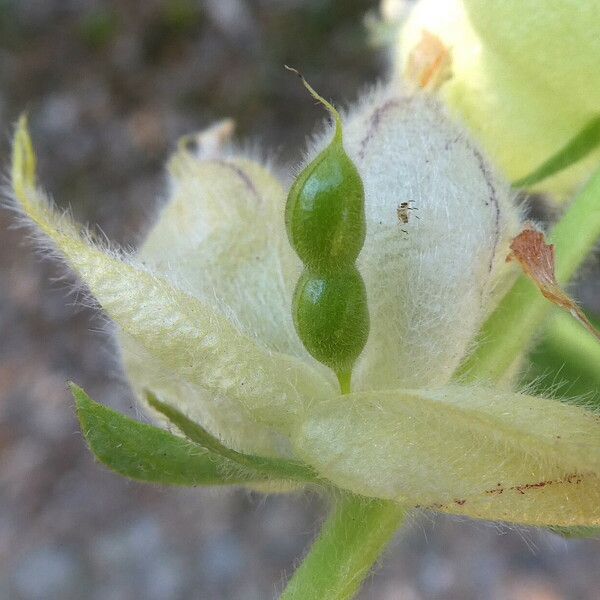 Tripodion tetraphyllum 果実