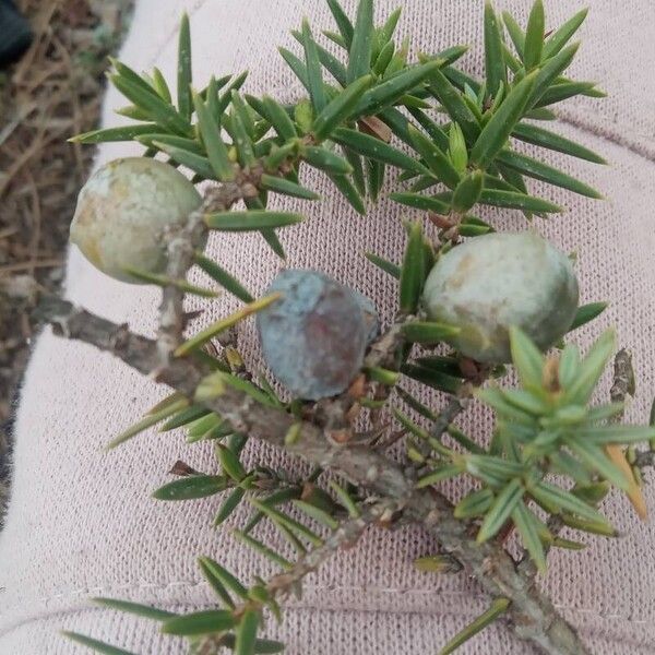 Juniperus macrocarpa Fruit