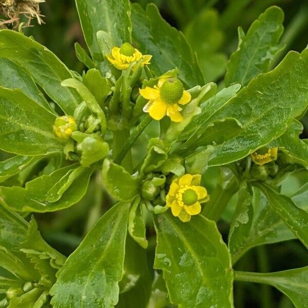 Ranunculus sceleratus Flor