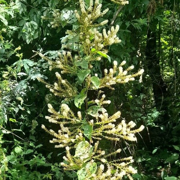 Anredera cordifolia Hábitos