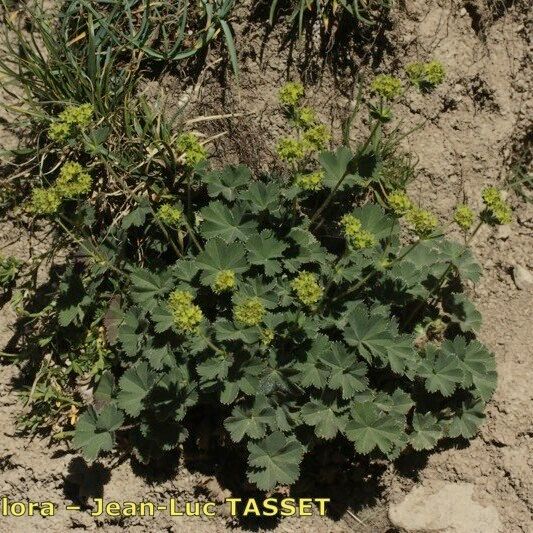 Alchemilla cinerea Habitatea