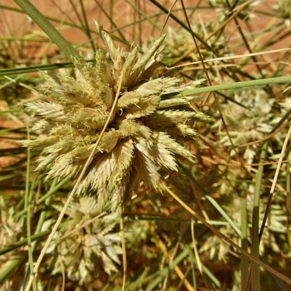 Cyperus conglomeratus Цвят