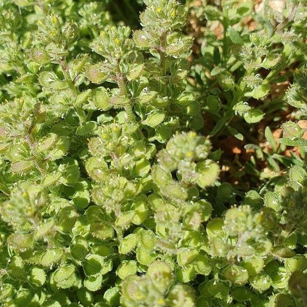 Alyssum simplex Flor