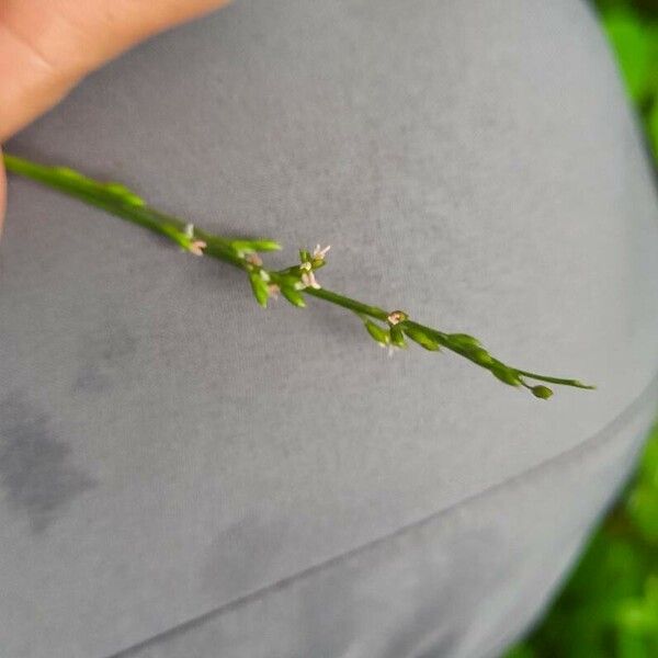 Ichnanthus pallens Fleur