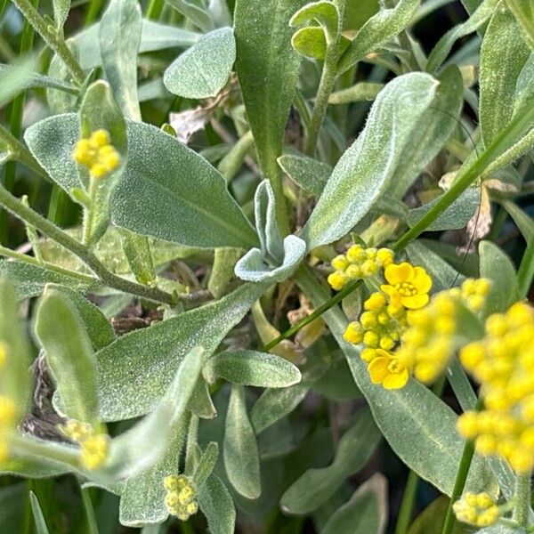 Aurinia saxatilis Leaf