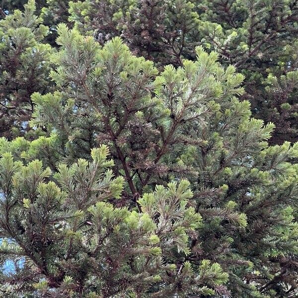 Abies sibirica Leaf