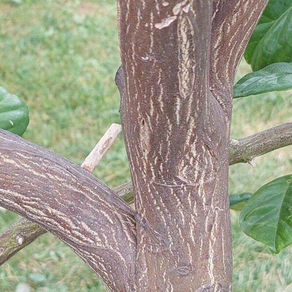 Citrus maxima Bark