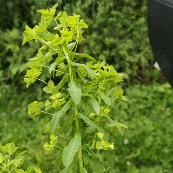 Euphorbia stricta Blüte