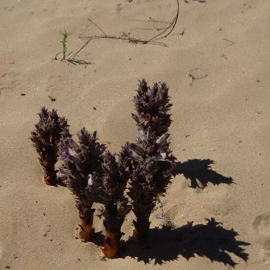 Orobanche cooperi Hábito