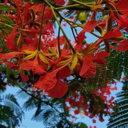 Delonix regia Flower