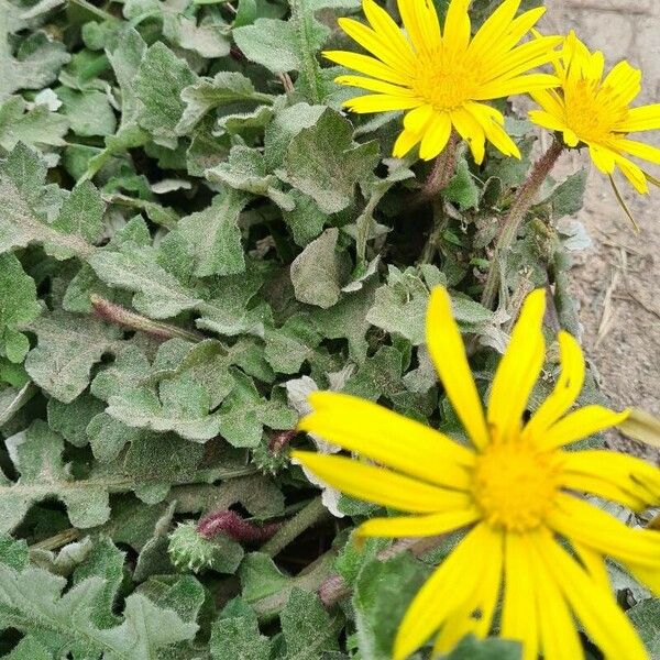 Arctotheca calendula 花