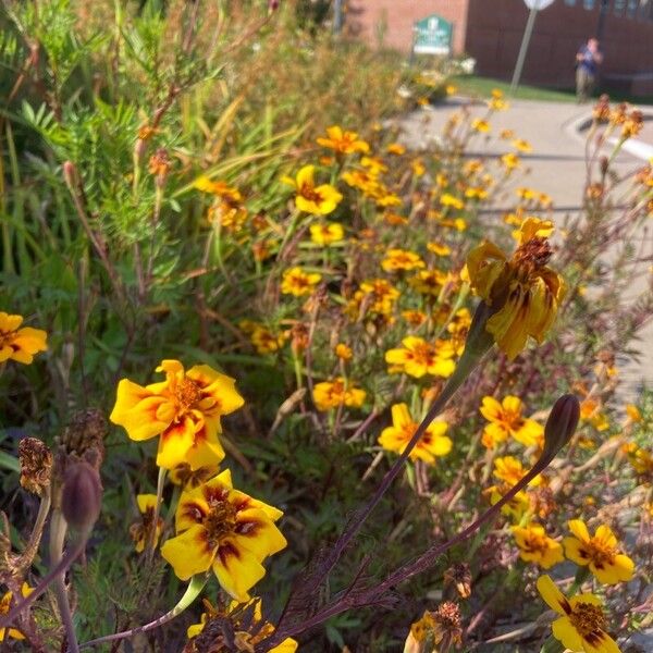 Tagetes lunulata Cvet