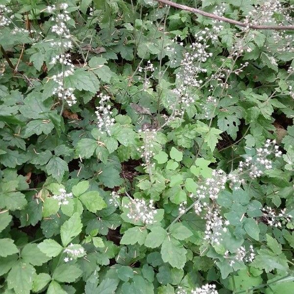 Tiarella trifoliata Virág