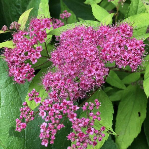 Spiraea japonica Virág