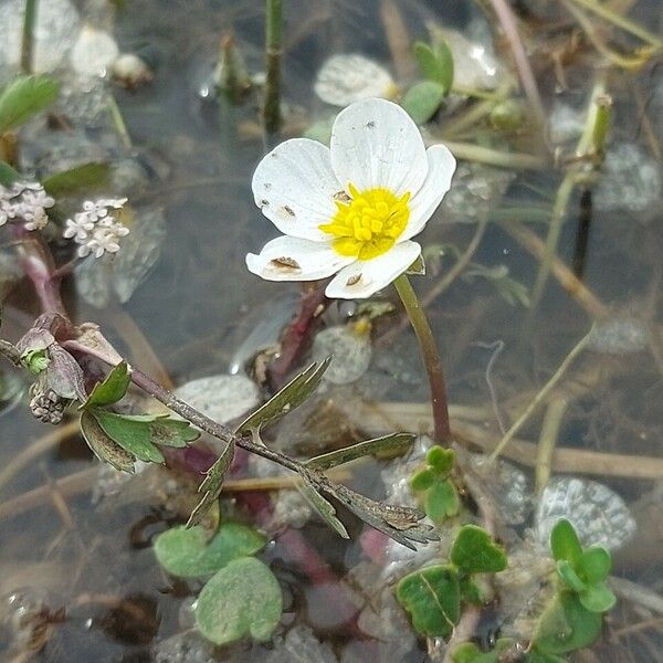 Ranunculus peltatus Cvet