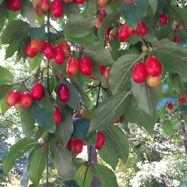 Cornus mas ഫലം