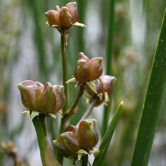 Scheuchzeria palustris Fruit