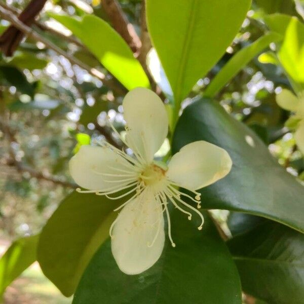 Eugenia brasiliensis Кветка