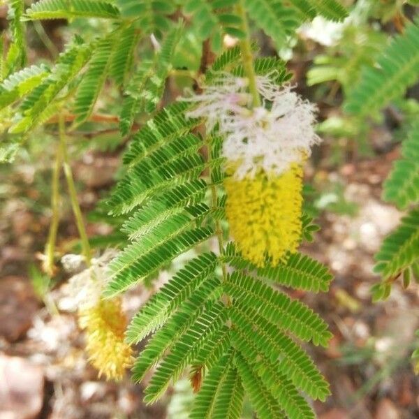 Dichrostachys cinerea Flors