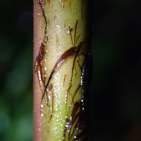 Pteris catoptera Folla