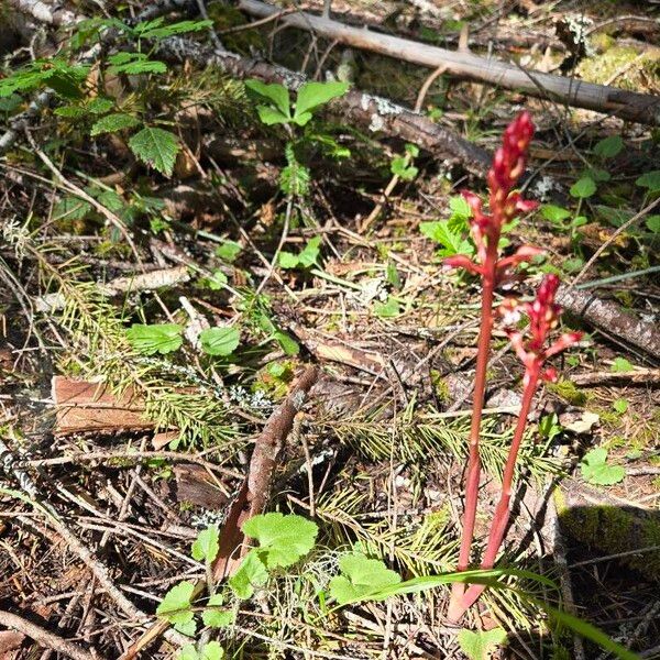 Corallorhiza maculata Flower