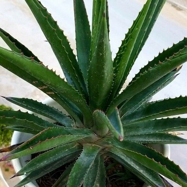 Agave decipiens Folha