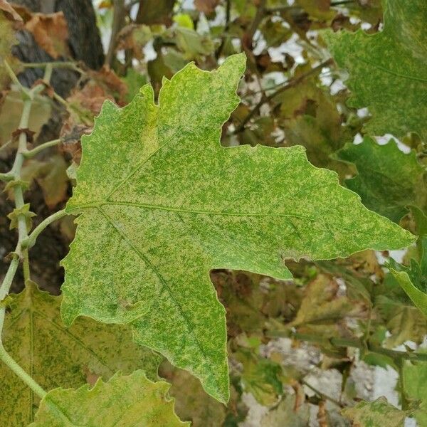 Platanus orientalis Blatt