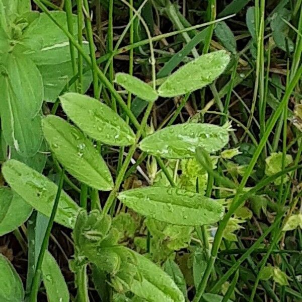 Vicia sativa Leaf