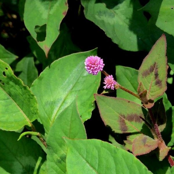 Persicaria capitata Flower