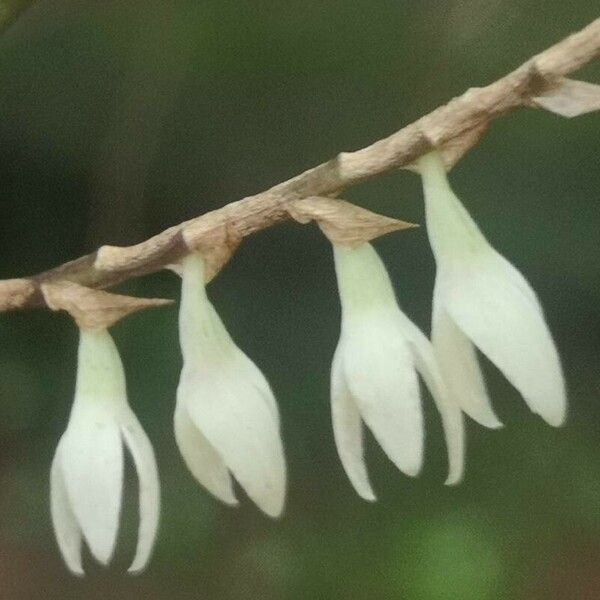 Bulbophyllum oxychilum Blomma