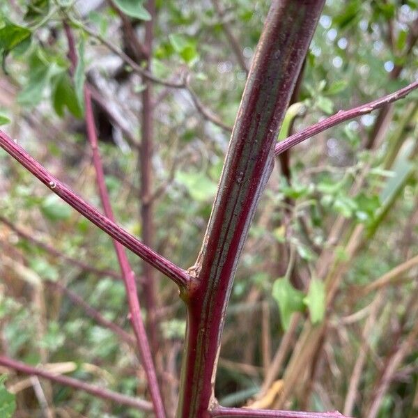 Chenopodium oahuense 樹皮
