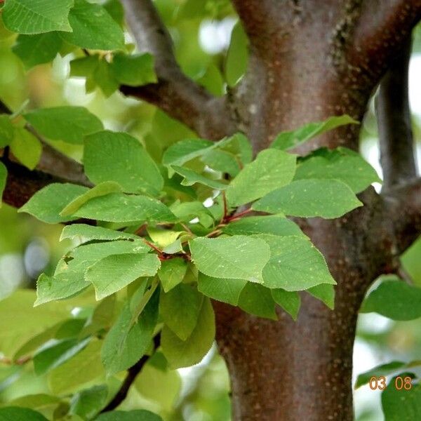 Prunus padus Folla