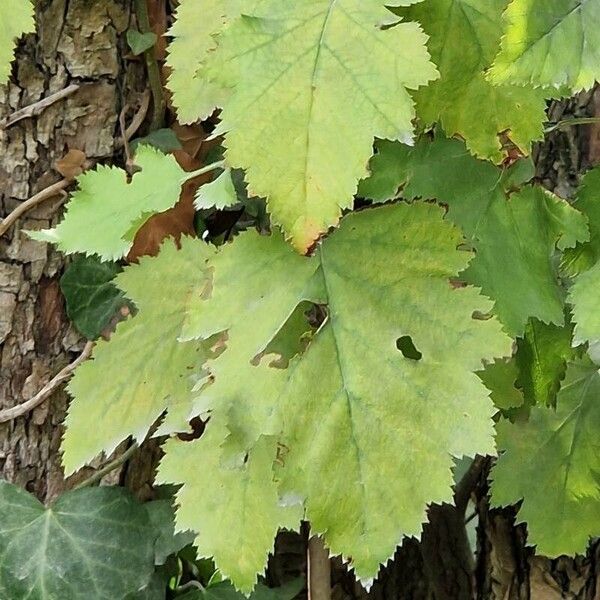 Crataegus coccinea Folha