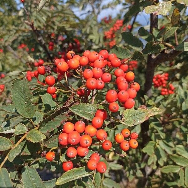 Sorbus aucuparia Flower