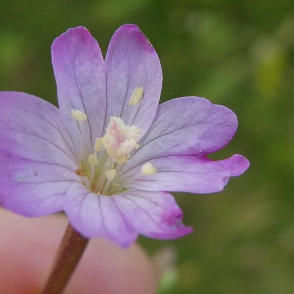 Epilobium montanum Flor