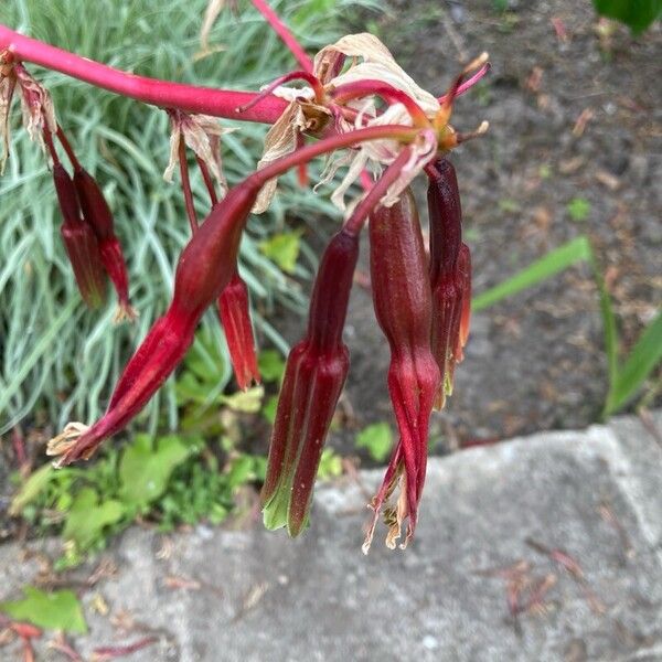 Beschorneria yuccoides Blüte