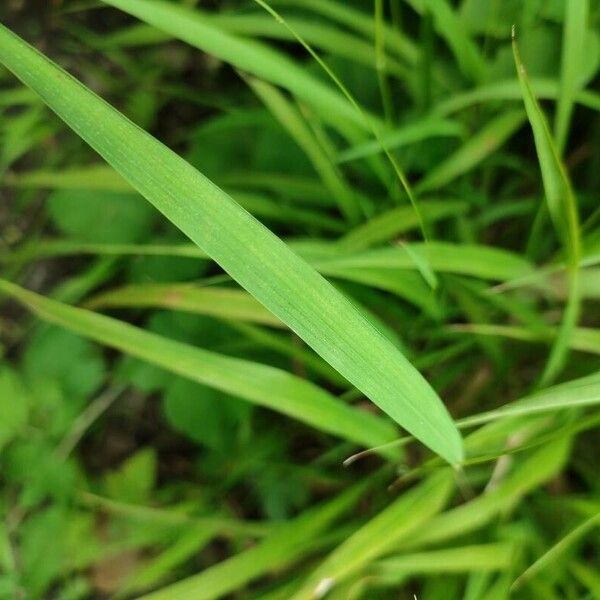 Bromus ramosus 葉