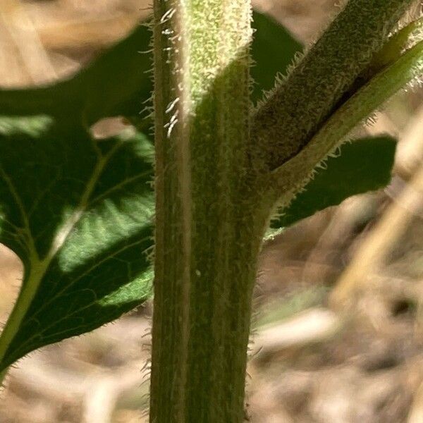 Arctium minus Ŝelo