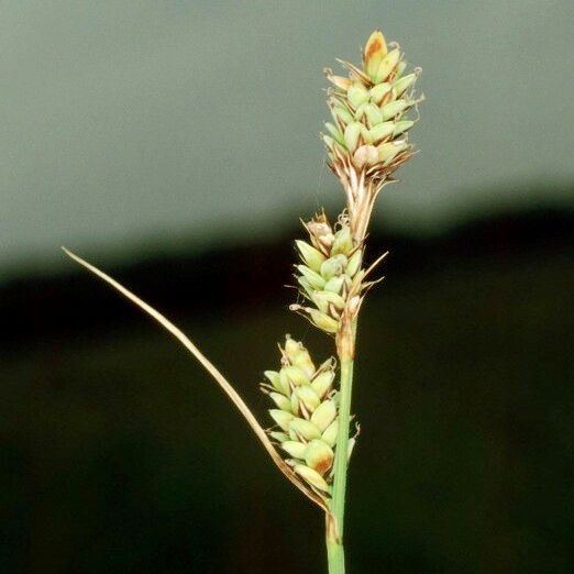 Carex buxbaumii 其他