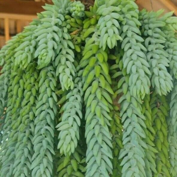 Sedum morganianum Blad