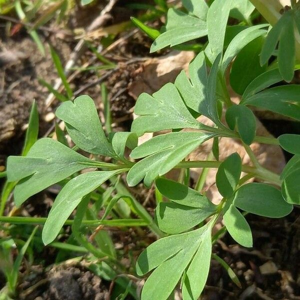 Corydalis solida Leaf