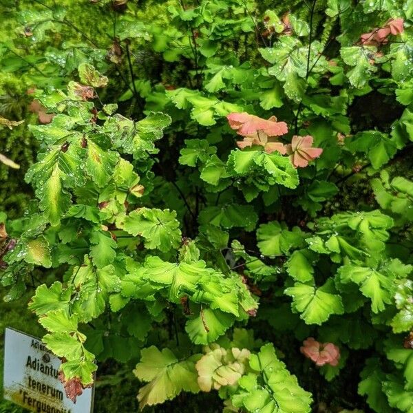 Adiantum tenerum Habit