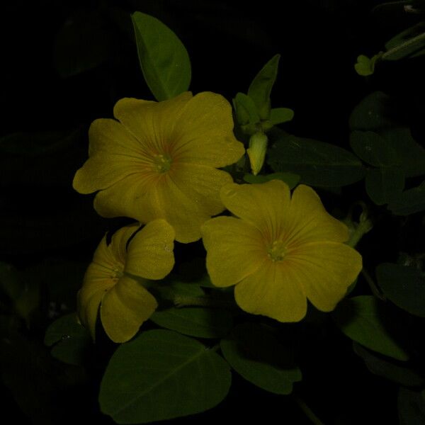 Oxalis frutescens Flors