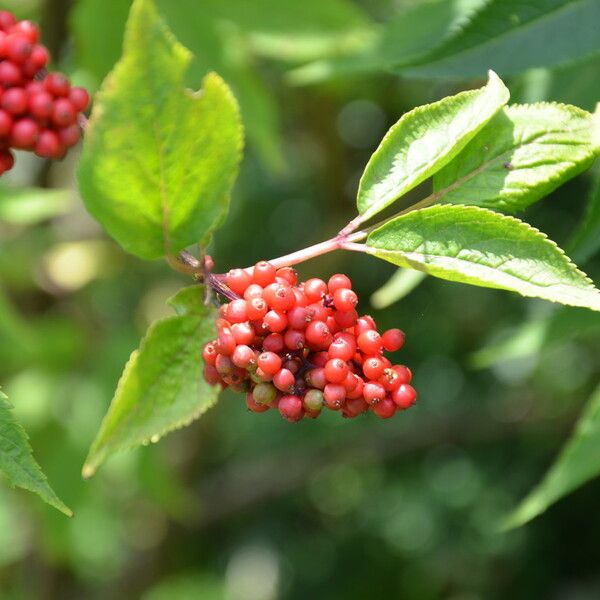 Sambucus racemosa 果實